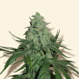 Bulk Seeds Super Skunk