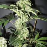 Bush Brothers Seeds Black Bear Kush