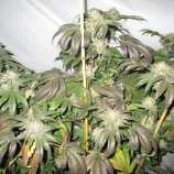 Bush Brothers Seeds Purple Freeze Kush