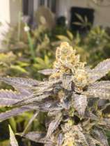 CBD Seeds Orange Big Bud