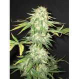 CBD Seeds Yumbolt