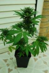 CH9 Female Seeds Kush Autoflower