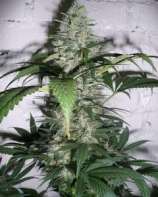 CH9 Female Seeds Mendocino