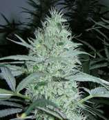 Cabin Fever Seed Breeders Blue Neville's Chem