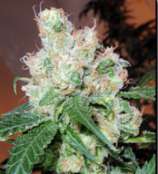 Cabin Fever Seed Breeders Chemmando