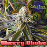 Calyx Bros. Seed Co. Cherry Choke