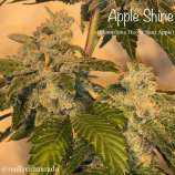 Cannarado Genetics Apple Shine