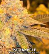 Cannarado Genetics Krabapple