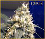 Ceres Seeds Ceres Skunk