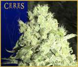 Ceres Seeds White Indica