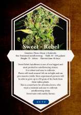 Christiania Seedbank Sweet Rebel Auto