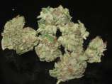 Clone Only Strains Platinum Kush