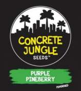 Concrete Jungle Seeds Purple Pineberry