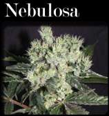 CopyCat Seeds Nebulosa