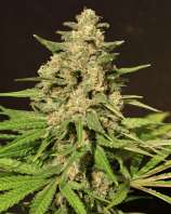 Cream of the Crop Seeds Hybrid X