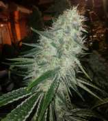 Cult Classics Seeds Never Summer Kush