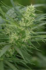 DNA Genetics Seeds Annunaki