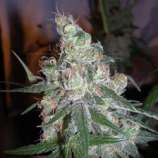 DNA Genetics Seeds Chocolope