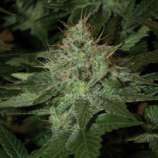 DNA Genetics Seeds Pure Afghan