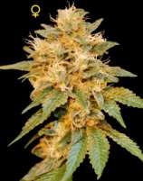 DNA Genetics Seeds SnowLAnd