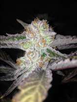 Dark Horse Genetics Cherry Wonka