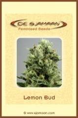 De Sjamaan Lemon Bud