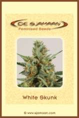 De Sjamaan White Skunk #2