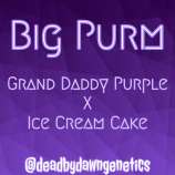 Dead By Dawn Genetics Big Purm