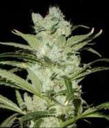 Delicious Seeds Critical Neville Haze