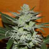 Delicious Seeds Desconocida Kush