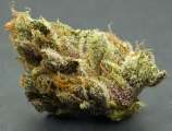 Diamond Rock Genetics Forbidden Flower