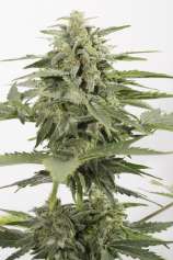 Dinafem Industrial Plant Autoflowering CBD