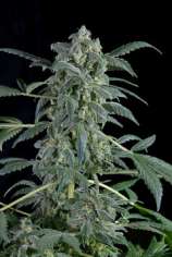 Dinafem Original Amnesia Autoflowering