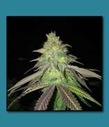 Dirt Farmer Genetics Calicarpa Kush