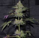 Doc's Dank Seeds Blazentine