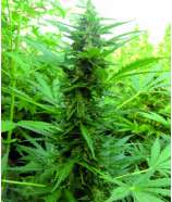 Dopamine Seeds Power Full Auto