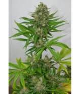 Dopamine Seeds Widow DP