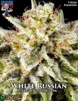 Dr. Blaze White Russian