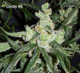 Dr. Greenthumb Cindy 99