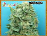 Dr. Krippling Seeds Grand Heft Auto