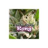 Dr. Underground Auto King Kong