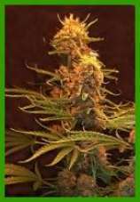 DutchBreed Skunk Master