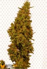 DutchFem Medical Sativa