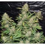 Dutch Quality Seeds AK