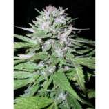 Dutch Quality Seeds Afghana