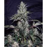 Dutch Quality Seeds Black Light