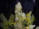 Dutchgrown Seeds Dieselrella