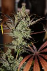 Dynasty Seeds Des*Tar Bx1