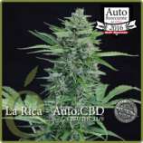 Élite Seeds La Rica Auto CBD