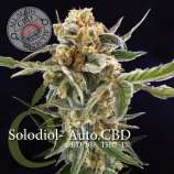 Élite Seeds Solodiol Auto